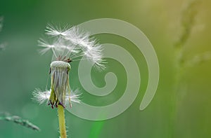 Dandelion flower macro on blurred nature abstract background with space for text