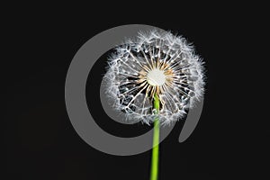 Dandelion flower macro cross-section