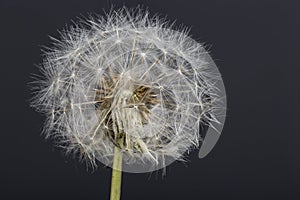 Dandelion flower macro photography with dark background