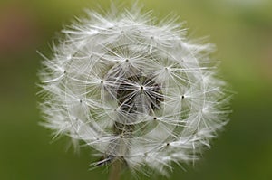 Dandelion, Flower,
