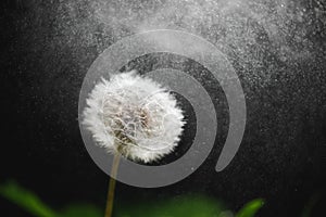 Dandelion flower macro with water drops