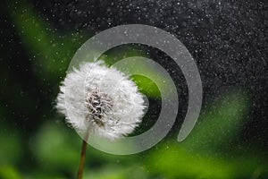 Dandelion flower macro with water particles