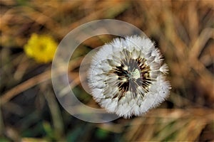 Dandelion flower on meadow