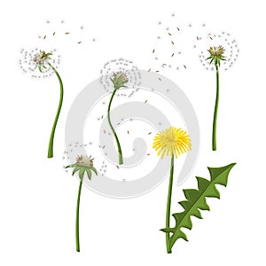 dandelion flower nature set cartoon vector illustration