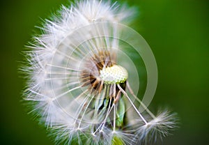 Dandelion flower with partly overblown seeds on the green background