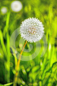 Dandelion, flower and plant in meadow at countryside, field and landscape with grass in background. Botanical garden