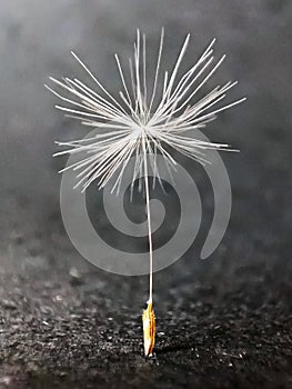 Dandelion Flower Plant Seed Fluffy Summer Background Black White Detail Nature Meadow