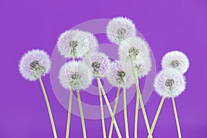 Dandelion flower on purple color background, group objects on blank space backdrop, nature and spring season concept.