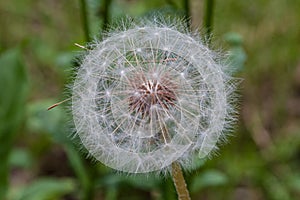 Dandelion flower ready to emit their seeds