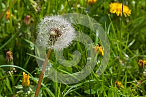 Dandelion flower real macro