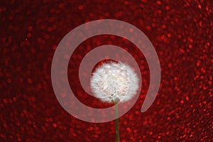 Dandelion flower on red bokeh background