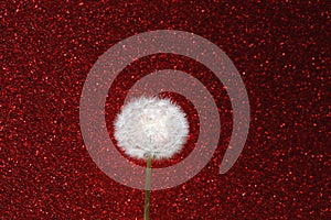 Dandelion flower on red glitter background