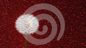 Dandelion flower on red glitter background