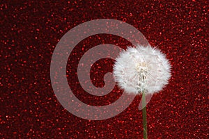 Dandelion flower on red glitter background