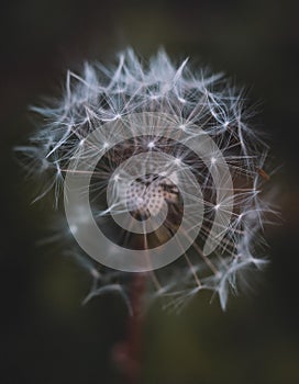 Dandelion flower`s delicate structure of seeds with dark