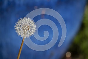 Dandelion flower in seed against blue pot