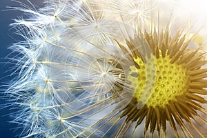 Dandelion flower seed closeup with blurred background