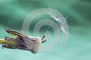 Dandelion flower seed closeup blurred background