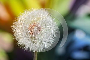 Dandelion flower with seed on a green background. Summer flowers. Nature fragility concept