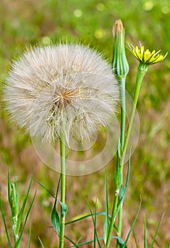 Dandelion Flower and Seed Head