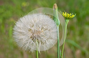 Dandelion Flower and Seed Head