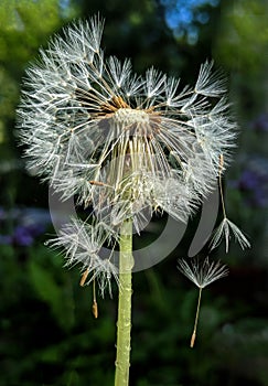 Dandelion Flower Seed head Flowerscape