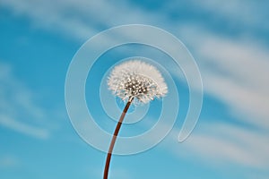 Dandelion flower seedhead against bright spring sky photo