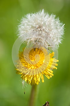 Dandelion - Flower and Seedpod