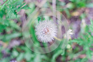 Dandelion flower with seeds ball close up