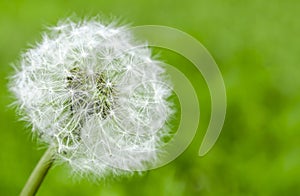 dandelion flower with seeds ball close up in blue bright turquoise background horizontal view