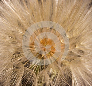 Dandelion flower with seeds ball close up. Brown background. foursquare view