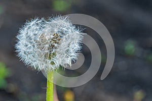 Dandelion flower with seeds ball close up