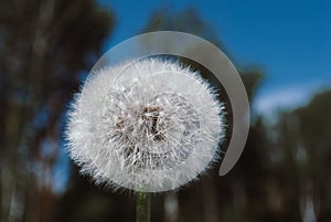 Dandelion flower with seeds ball close up in nature background h