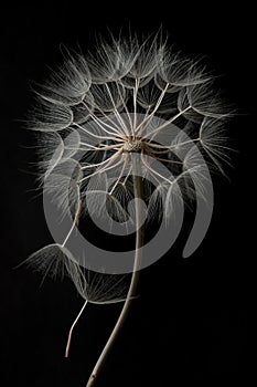 Dandelion flower and seeds close-up on a black background