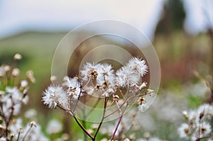 Dandelion flower seeds disperse in summer