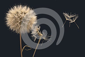 Dandelion flower seeds fly away from the base of the flower