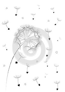 Dandelion flower seeds in a heart shape flyingin the air isolated on the white background vertical, vector