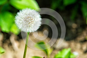 Dandelion flower with seeds on natural background