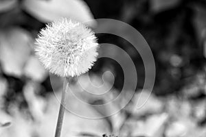 Dandelion flower with seeds on natural background