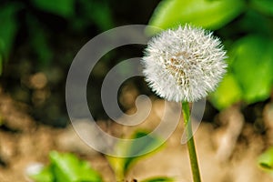 Dandelion flower with seeds on natural background