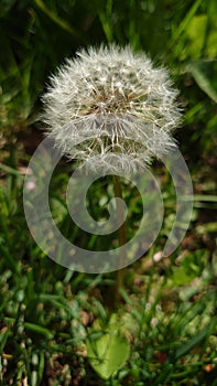 Dandelion flower with seeds waiting to be blown in the springtime wind