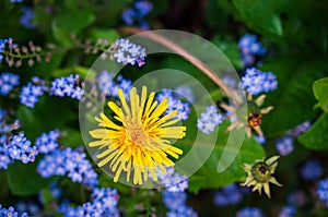 Dandelion flower and small blue flowers