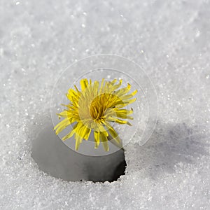 Dandelion flower in the snow