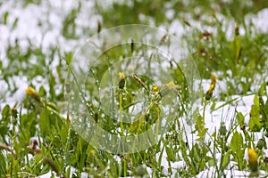 Dandelion flower in snow. Nature details after the unexpected snowfall