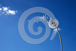 Dandelion flower spreading floating seeds on blue sky. The concept of freedom, dreams of the future.