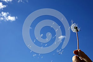 Dandelion flower spreading floating seeds on blue sky. The concept of freedom, dreams of the future.