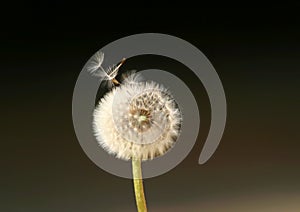 Dandelion Flower Spreading Seeds in the Wind