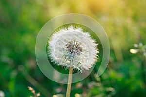 dandelion flower, sunny summer day, sunrise, sunset nature field background