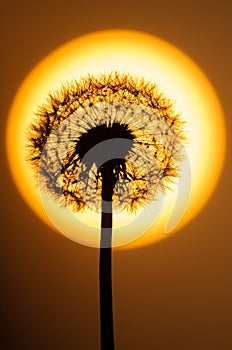 Dandelion flower at sunset