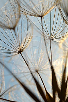 Dandelion flower at sunset.